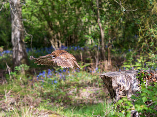 Tawny Owl in Flight in Bluebell Wood
