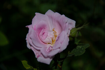 Beautiful pale pink rose on blurred dark green background