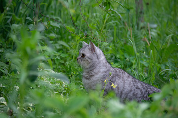 Beautiful British cat among green grass in the garden in summer