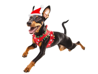Full body shot of Doberman Pinscher dog, running happily, smiling. Wearing Christmas costume.