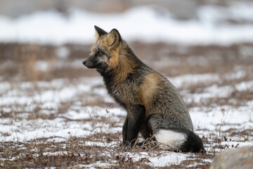 Fototapeta premium Cross Fox sitting on snow covered ground.