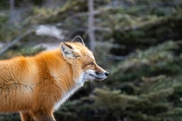 Red fox hunting near Churchill