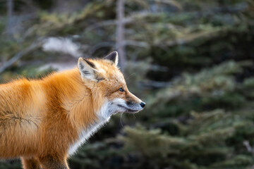 Fototapeta premium Red fox hunting near Churchill