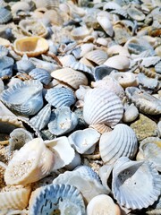 Defocused view of seashells as background 