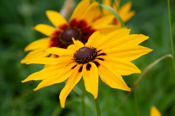Yellow Rudbeckia Flowers Close Up