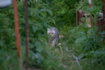 A beautiful British cat sneaks along a garden path in summer