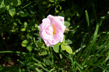 Light pink rose against green leaves in the garden in summer
