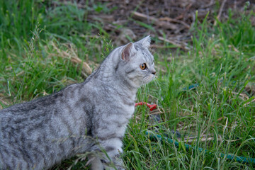 Beautiful British cat sitting on the grass in the garden in summer