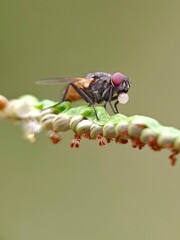 fly on leaf with bubble on the mouth