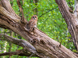 Tawny Owl Perched in a Tree