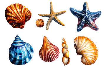 Colorful shells and starfish arranged on a white isolated background.