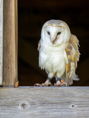 Close-up of a Barn Owl