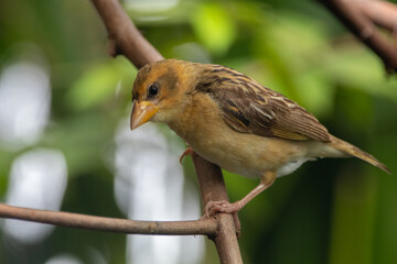 The Asian golden weaver (Ploceus hypoxanthus) is a species of bird in the family Ploceidae