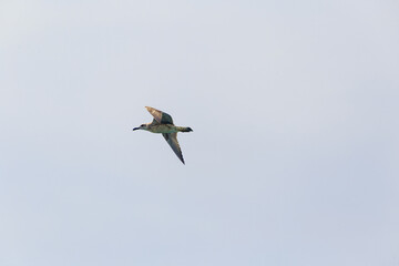 Low angle view of bird flying against clear sky