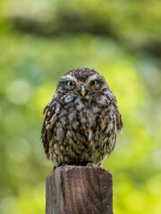 A Little Owl Perched on a Gate