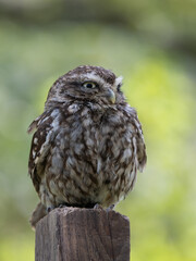 A Little Owl Perched on a Gate