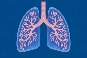 Transparent human lungs with bronchial tubes, highlighting respiratory system details