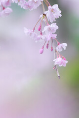 ふんわり明るいしだれ桜の花のアップ