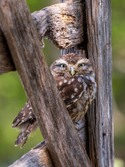 A Little Owl Perched on a Gate