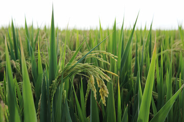 Obraz premium Verdant rice field with tall grasses and ripening crop, sunny atmosphere