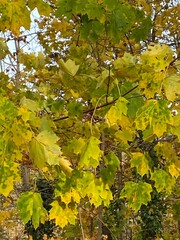 Autumn leafs