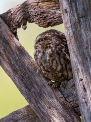 A Little Owl Perched on a Gate