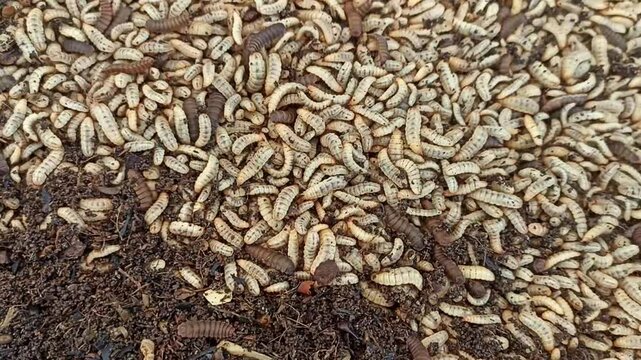 magot cultivation resulting from processing organic waste