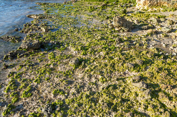 Exposed Tan Coral Reef with Green Seaweed Growing in Hawaii Sunlight.