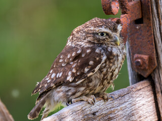 A Little Owl Perched on a Gate