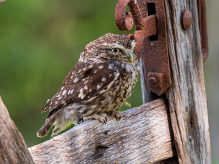 A Little Owl Perched on a Gate