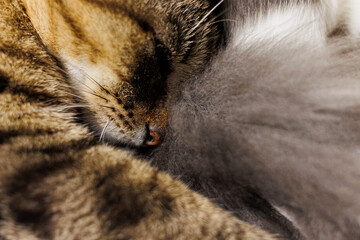 An intimate close-up of a cats nose and fur, highlighting intricate textures and soft whiskers