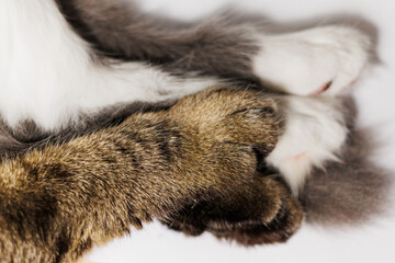 A close-up shot of cat paws, a tabby and a white one, gently touching.
