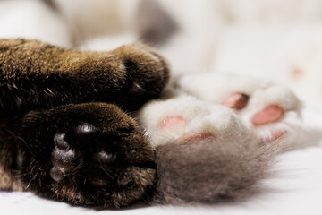 A close-up shot of cat paws, a tabby and a white one, gently touching.