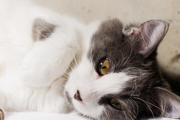 A serene portrait of a gray and white cat lounging on a wooden surface
