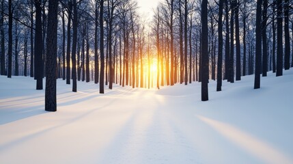 Naklejka premium Sunlit Snow Path Through a Winter Forest, Serenity at Sunset