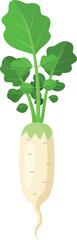 Naklejka premium A white carrot with green leaves