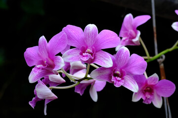 Orchids at grandma's house in the rainy season.