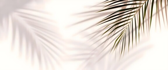 Fototapeta premium Palm Leaf and Shadows: Minimalist composition on white background, perfect for summer-themed designs.
