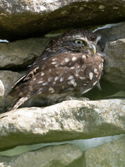 A Little Owl Perched on a Wall