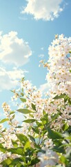 Blooming macadamia nut flowers on a sunny day, white, minimalist, sunny