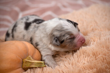 Newborn blue merle Australian Shepherd puppy in autumn against a background of pumpkins