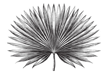 Fan palm leaf  sketch hand dawn drawing vector illustration