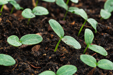 Close-up of seedlings,Close-up of green seedling growing out of soil,Extreme close up of sage seedlings in soil pods dramatically backlit Studio