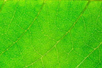 Macro close up leaf texture,Leaf texture macro. Leaf vein pattern macro photography. Green leaf cells macro. Leaf close-up shot.