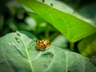 Aspidimorpha miliaris insect