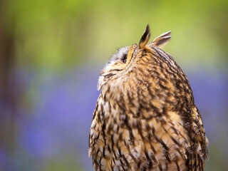 Close up of a Long-eared Owl Perched in a Bluebell Wood