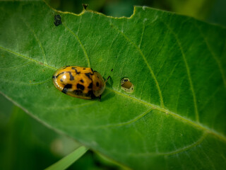 Aspidimorpha miliaris insect
