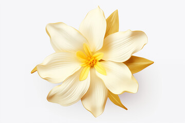 Fototapeta premium A vanilla flower with soft creamy yellow petals isolated on a transparent background, 