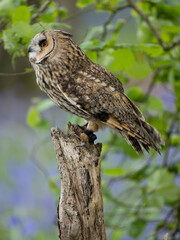 Long-eared Owl Perchedon a Post