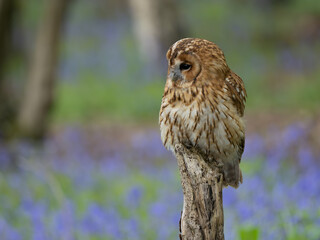 Tawny Owl Perched on a Post